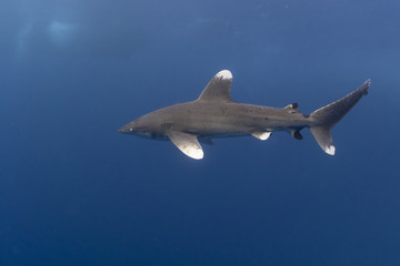 Fototapeta premium Oceanic Whitetip shark in the Red Sea at Elphinstone