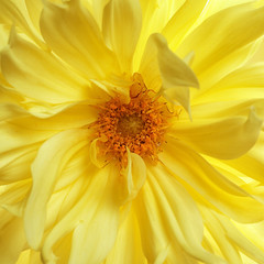 Beautiful yellow dahlia flower, closeup view. Floral decoration