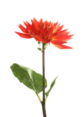 Beautiful red dahlia flower on white background