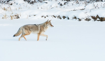 Coyotes in winter