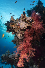 Naklejka na ściany i meble Corals in the Red Sea
