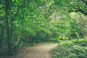Fototapeta na wymiar Path through Banstead woods