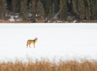 Coyotes in winter