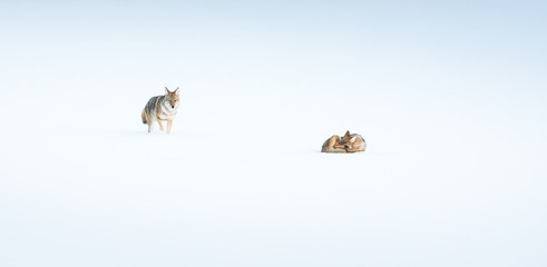 Coyotes in winter