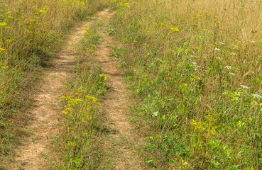Path through the green meadow