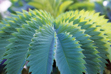 Detail of fern leaves