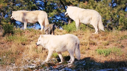 Obraz premium Wolf Pack w Południowej Dakocie