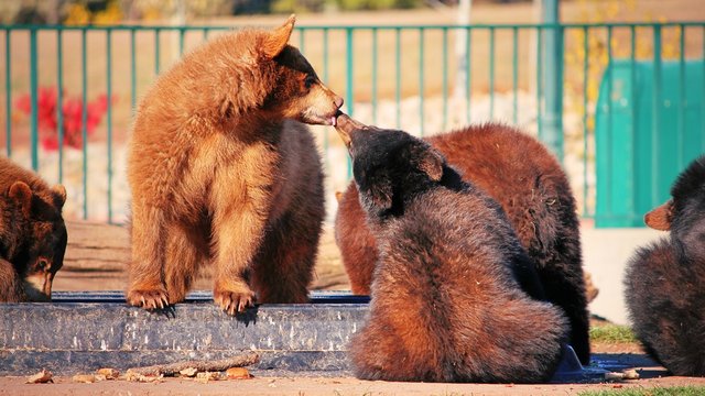 Bear Cub Kisses