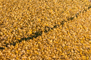 The ground is covered with yellow leaves from a jingo tree. A green line of grass runs diagonally from the lower left to the upper right. 