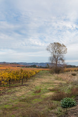 A tall tree stands at the edge of a vineyard with yellow leaves of autumn. A small creek bed runs to the left of the tall tree. A blue sky with clouds is in the background.
