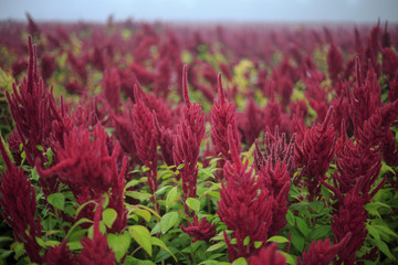 Vibrant Amaranth plant in full bloom cultivated for leaf vegetables, cereals and decoration 