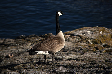 Canada geese
