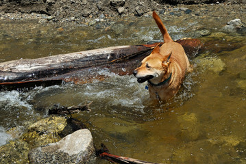 dog playing in water - 227374695
