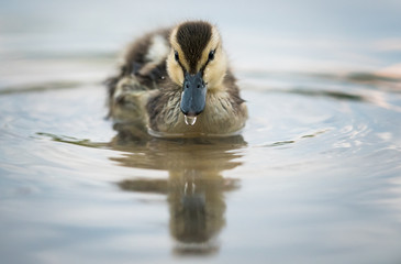 Mallard duck