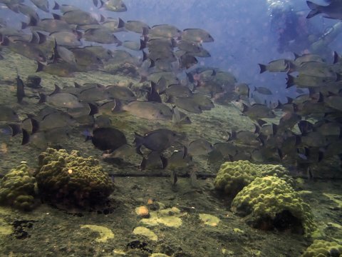 A school of Blacktail Snapper (Lutjanus fulvus) in the Pacific Ocean.