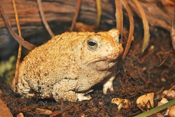 Big Fat Toad