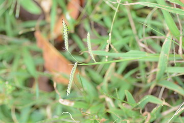 Dallis grass (Paspalum dilatatum)