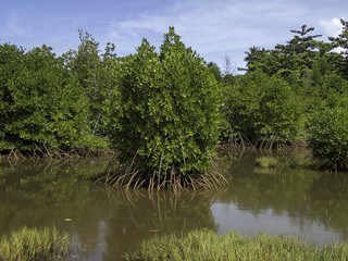 The mangroves on Tonoas Island, Chuuk State (also known as Truk Lagoon).