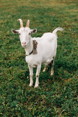 Obraz premium The white goat with big horns and a beard walks on a rural field
