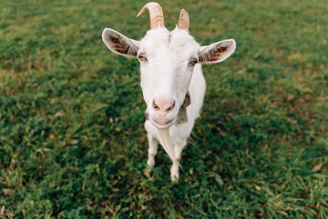 The white goat with big horns and a beard costs on a green grass.