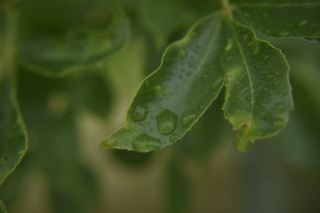 Trip to Ferrugem, Brasil
