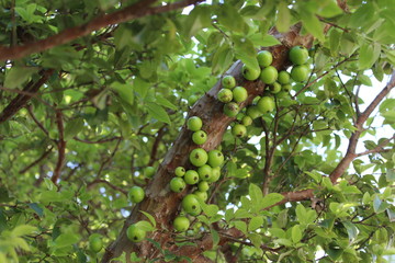 Green jabuticaba