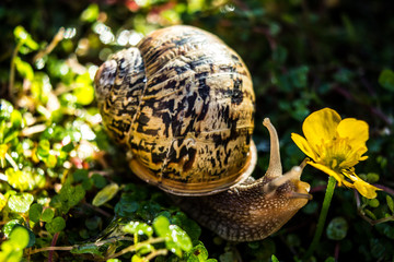 escargot et la fleur