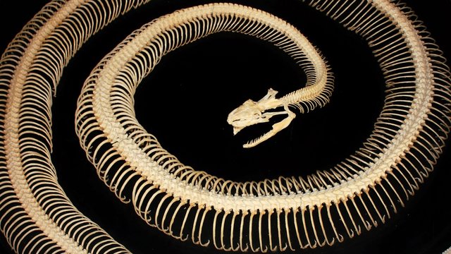 Spiral Snake skeleton
