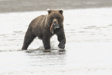 Brown bear with salmon crossing creek in Lake Clark NP;  Alasak