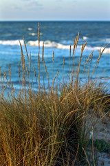 grass on the beach