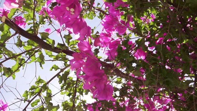 SLOW MOTION: Fresh pink Flowers in summer with lens flares in Mallorca