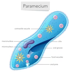 Deurstickers Paramecium bacteria science diagram © blueringmedia
