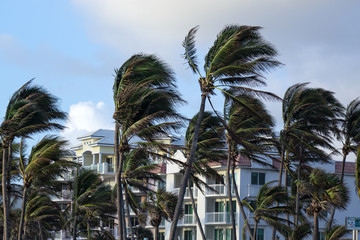 Palm trees in a row on windy day over cloudy sky