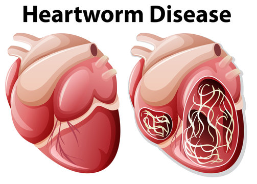 Heartworm disease diagram white background