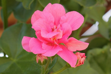 pink flower in garden
