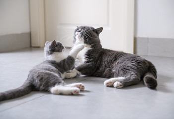 British short hair cat Daddy and Kitten