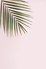 Palm tree leaf on pink background.
