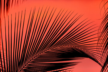 Beautiful silhouetted palm tree with a dramatic red sunset background in Waikiki Honolulu Hawaii on 4th October 2018