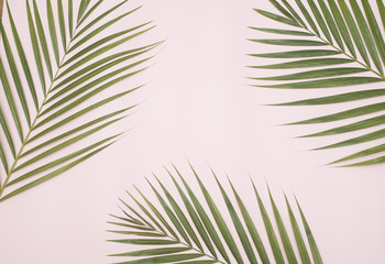 Green palm leaf.
