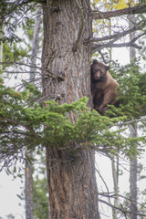 American Black Bear climbing a tree