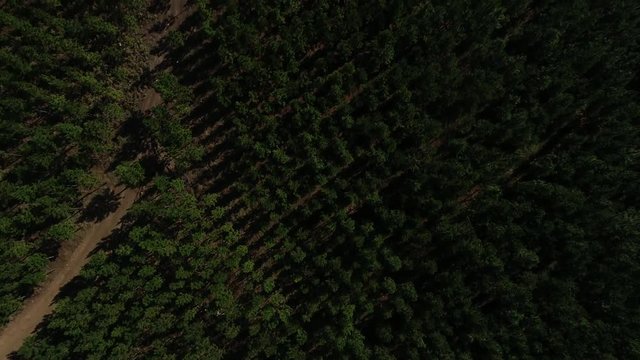Aerial views over the pine plantations outside the town of Graskop in mpumalanga province of south africa