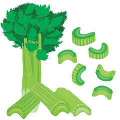 Vector painterly celery set editable, scalable illustration.