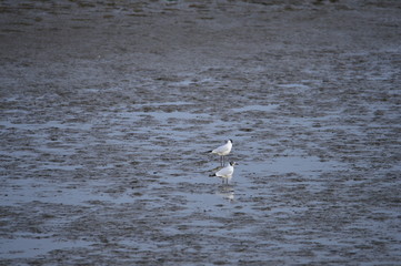 The birds of the sea