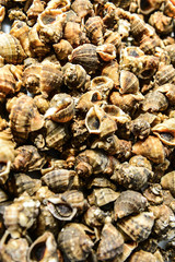 Shellfish Marine animals