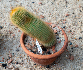 cactus in flowerpot