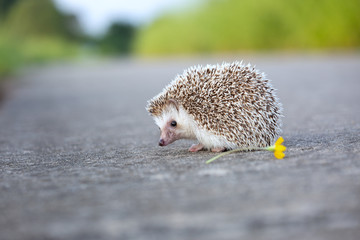 European Hedgehog playing in the flower garden with very pretty face and two front paws. © kamonrat