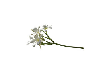 bouquet white plumeria