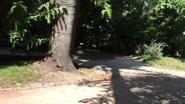 way in the park