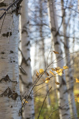 White birch trunks September day close-up nature