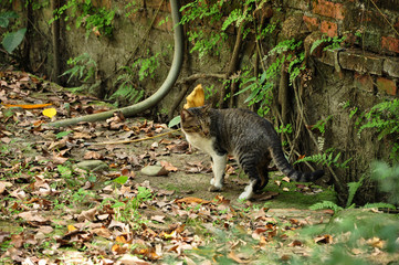 a cat playing on the wall, cute naughty